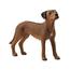 Schleich - Rhodesian Ridgeback